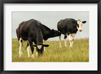 Country Cows Fine Art Print