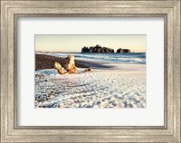 Washed on Shore Fine Art Print