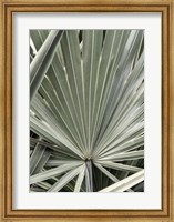 Organic Palm I Fine Art Print