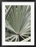 Organic Palm I Fine Art Print