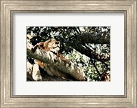 Lion Tree Fine Art Print