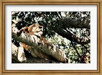 Lion Tree Fine Art Print