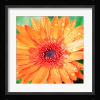 Mixed Gerbera I Framed Print