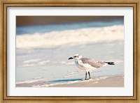 See the Seagull Fine Art Print
