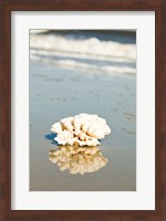 Coral Reflection Fine Art Print