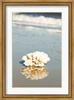 Coral Reflection Fine Art Print