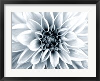 Bright White Bloom Fine Art Print