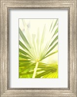 Among Palms I Fine Art Print