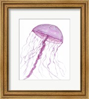Jellyfish II Fine Art Print