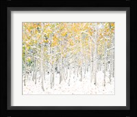 Quaking Aspens Fine Art Print
