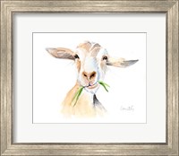 Goat III Fine Art Print