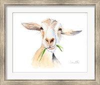 Goat III Fine Art Print