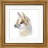 Side Portrait Llama Fine Art Print