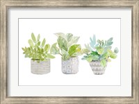 Decorative Plant Arrangement II Fine Art Print