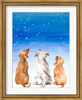 Three Dogs Star Gazing Fine Art Print