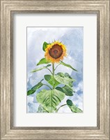 Summer Sunflower Fine Art Print