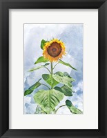 Summer Sunflower Fine Art Print