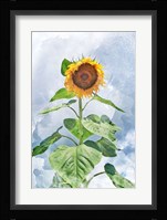 Summer Sunflower Fine Art Print