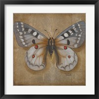 Butterfly II Framed Print