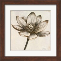 Sepia Lotus II Fine Art Print