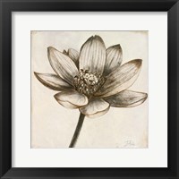 Sepia Lotus II Fine Art Print