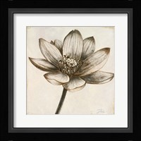 Sepia Lotus II Framed Print