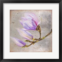Magnolia on Silver Leaf I Framed Print