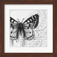 Butterfly Studies I Fine Art Print