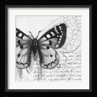 Butterfly Studies I Framed Print