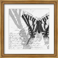 Butterflies Studies II Fine Art Print