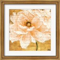 Beautiful Cream Peonies Script I Fine Art Print