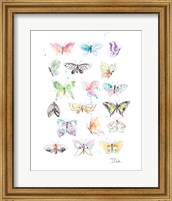 Butterfly Collection Fine Art Print