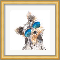 Yorkie with Shades Fine Art Print