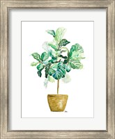 Fig Plant Fine Art Print