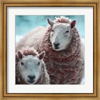 Sheep Square I Fine Art Print