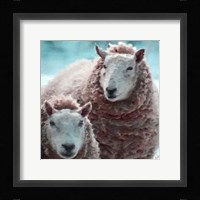 Sheep Square I Framed Print