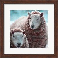 Sheep Square I Fine Art Print