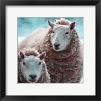 Sheep Square I Framed Print