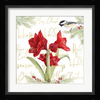 Merry Amaryllis I Framed Print