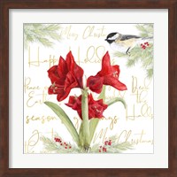 Merry Amaryllis I Fine Art Print