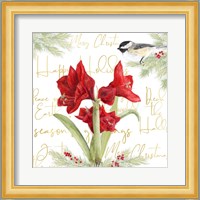 Merry Amaryllis I Fine Art Print