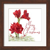 Merry Amaryllis VI Fine Art Print