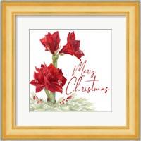 Merry Amaryllis VI Fine Art Print