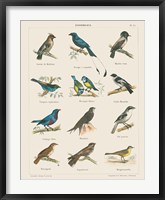 Bird Chart II Framed Print