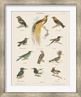Bird Chart I Fine Art Print