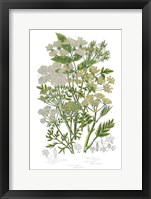 Flowering Plants III Framed Print