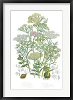 Flowering Plants II Fine Art Print