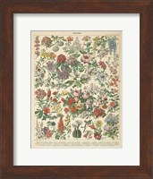 French Flower Chart Fine Art Print
