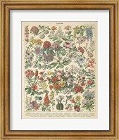 French Flower Chart Fine Art Print