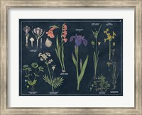 Botanical Floral Chart II Dark Blue Fine Art Print